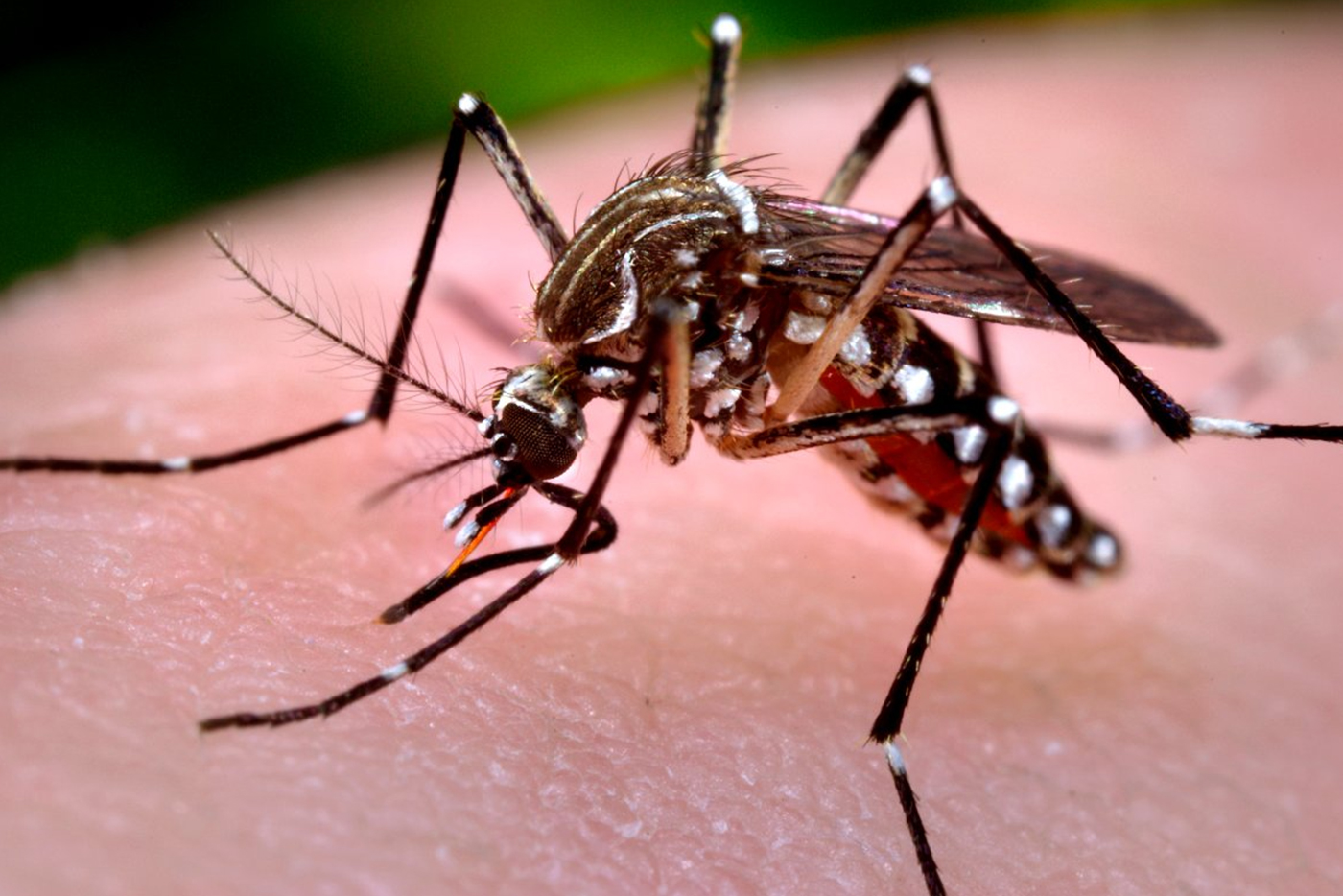 Dengue: ¿Cómo  podemos prevenirlo?