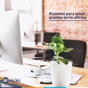 Razones para tener plantas en tu oficina