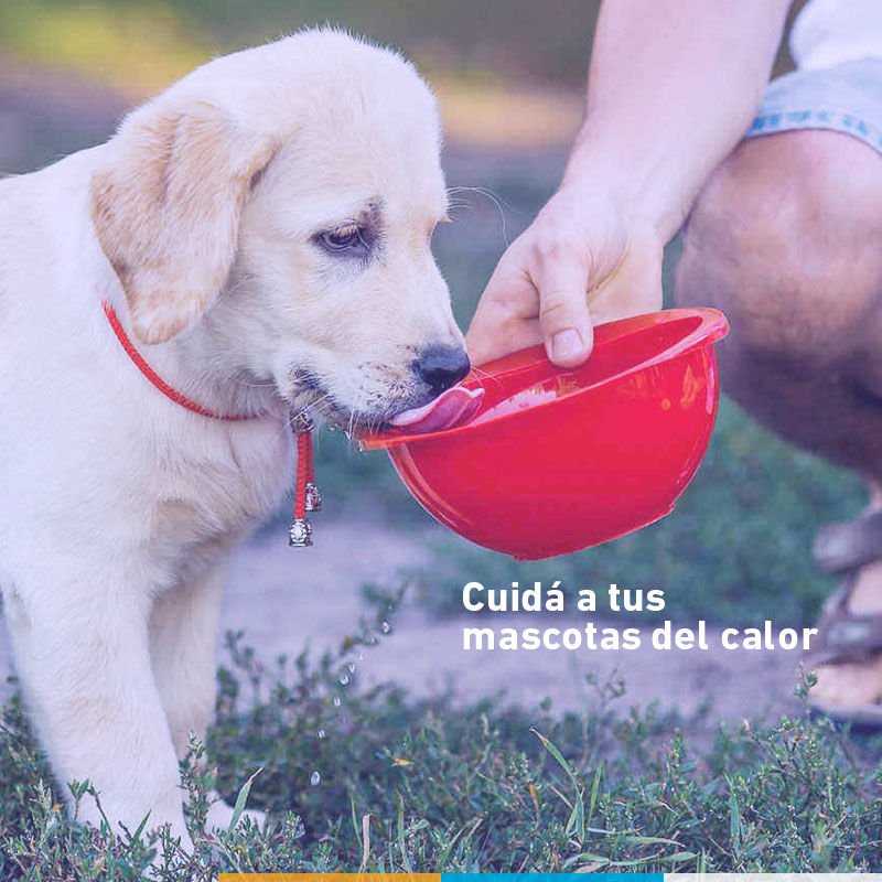 ¡Las mascotas también sufren golpes de calor!