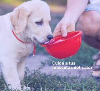 ¡Las mascotas también sufren golpes de calor!