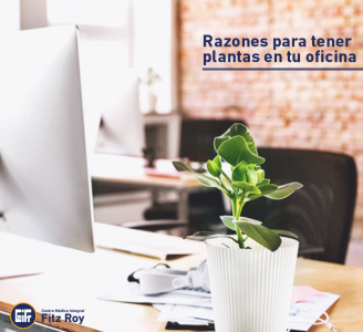 Razones para tener plantas en tu oficina