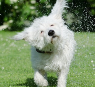 ¡Nuestras mascotas también sufren golpes de calor!